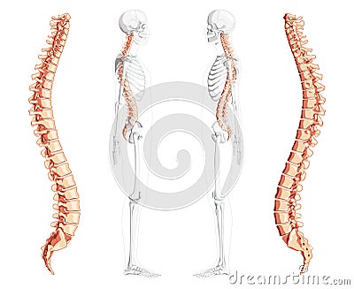 Human vertebral column side view with partly transparent skeleton position, spinal cord, thoracic lumbar spine Vector Illustration