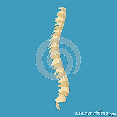 Human vertebral column spine science skeletal vector icon. Physical system scliosis structure back. Anatomy bone Vector Illustration