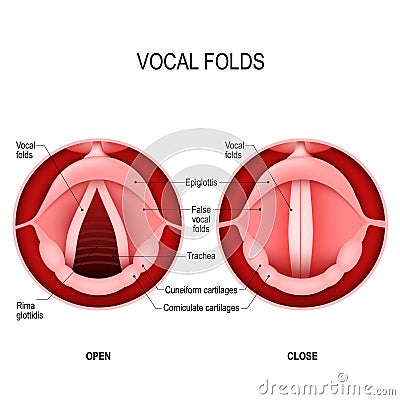 The Human Voice. open and closed vocal cords. voice reeds Vector Illustration