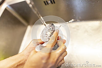 Human washes a fresh fish under water Stock Photo