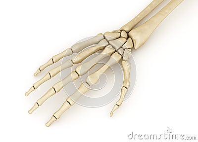 Human wrist skeletal anatomy. Cartoon Illustration