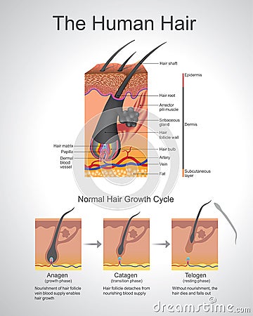 Humann Hair. Vector Illustration