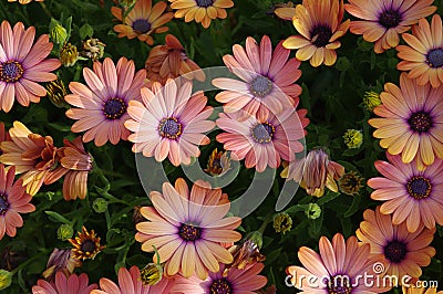 Humble daisy flowers create a powerful, colorful pattern Stock Photo