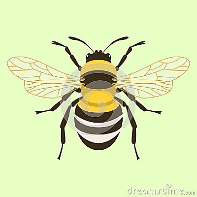 Humblebee vector illustration flat style front side Vector Illustration