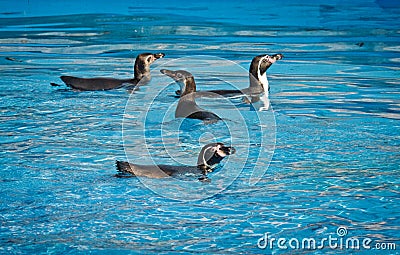 Humbold Penguins at water. Stock Photo