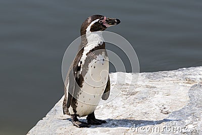 Humboldt Penguin Stock Photo