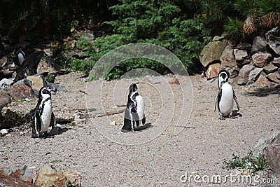 Humboldt penguin, at Avifauna in Netherlands.. Stock Photo