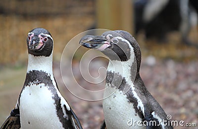 Humboldt penguin Stock Photo