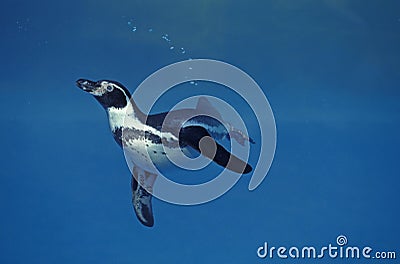 Humboldt Penguin, spheniscus humboldti, Adult Swimming Stock Photo