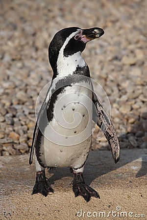 Humboldt penguin (Spheniscus humboldti). Stock Photo