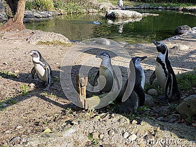 Humboldt penguin Spheniscus humboldti, Der Humboldt-Pinguin oder Humboldtpinguin, Le Manchot de Humboldt - Zoo Zuerich, Schweiz Stock Photo