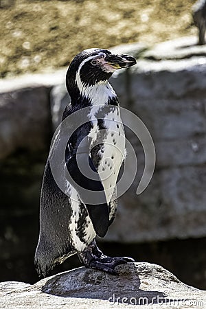 Humboldt penguin / Spheniscus humboldti Stock Photo