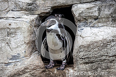 Humboldt Penguin, Spheniscus humboldti in a park Stock Photo