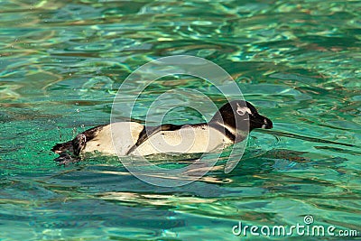 Humboldt Penguin Swimming Spheniscus Humboldti Stock Photo