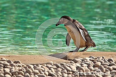 Humboldt Penguin Waddling Spheniscus Humboldti Stock Photo