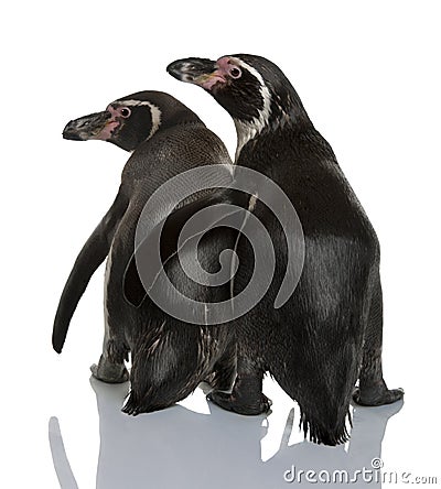 Humboldt Penguins, Spheniscus humboldti Stock Photo