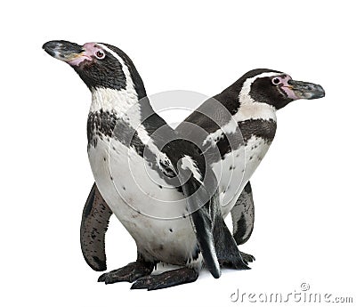 Humboldt Penguins, Spheniscus humboldti Stock Photo