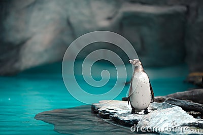 Humboldt penguins standing in natural environment Stock Photo