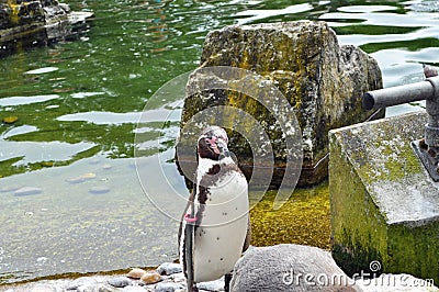 penquin Humboldt standing by pool Stock Photo