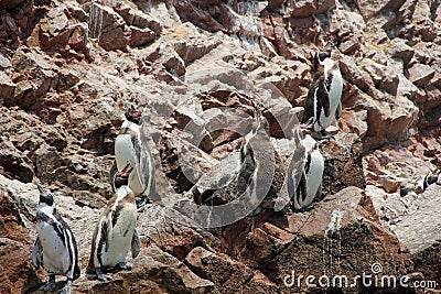Humboldt Pinguin Stock Photo