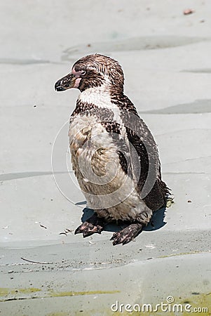 Humboltd's Penguin Stock Photo