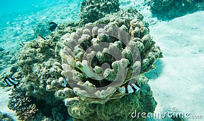 Humbug Damselfish and Dusky Surgeonfish in Ocean Reef Stock Photo
