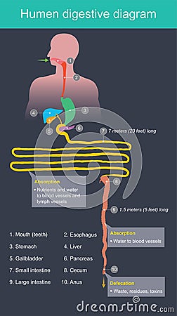 Humen digestive diagram. Stock Photo