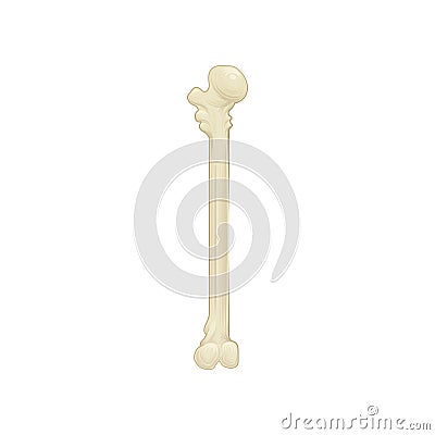 Humeral upper extremity - long bone in the arm. Part of human skeleton. Detailed anatomical illustration. Flat vector Vector Illustration