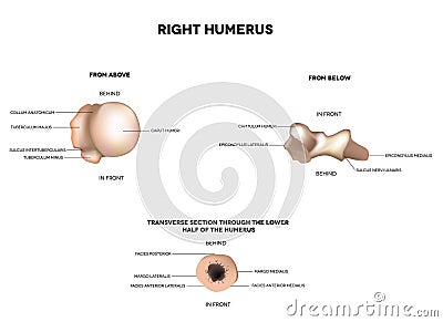 Humerus- from above, below, transverse section Vector Illustration