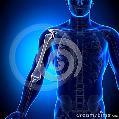 Humerus / Arm Anatomy - Anatomy Bones Stock Photo