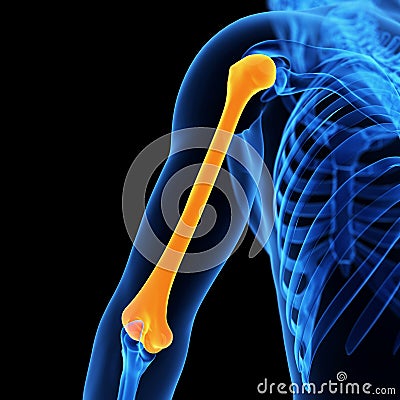 The humerus bone Cartoon Illustration