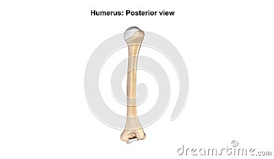 Humerus Bone Posterior view Stock Photo