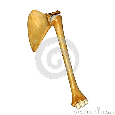 Humerus bone and Scapula Shoulder blade Stock Photo