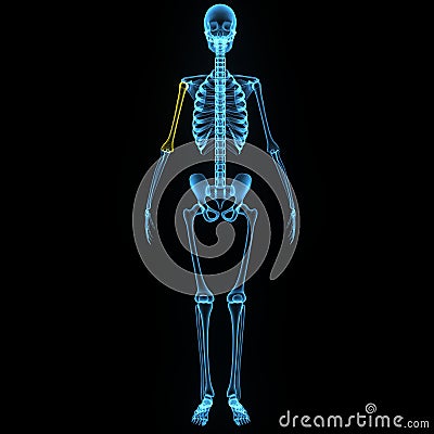 Humerus Stock Photo