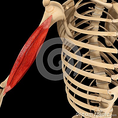 Humerus muscle Stock Photo