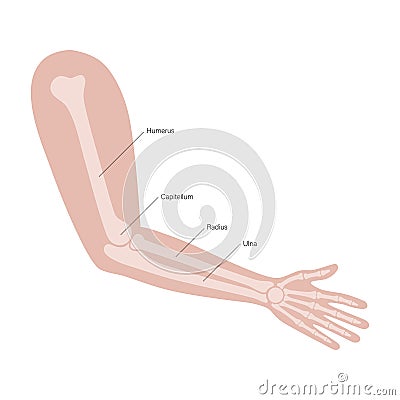 Muscular system arms Vector Illustration