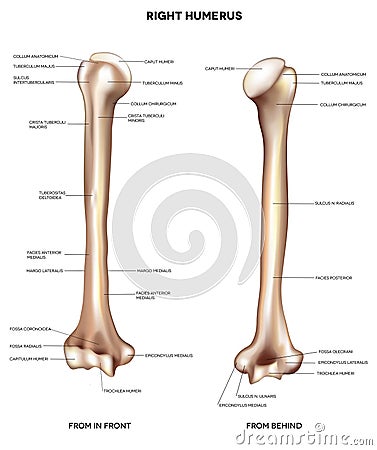 Humerus- upper arm bone Vector Illustration