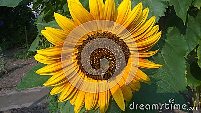 Hummel on the sunflower Stock Photo