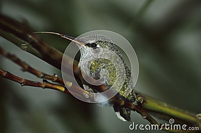 Hummer's Tongue Stock Photo