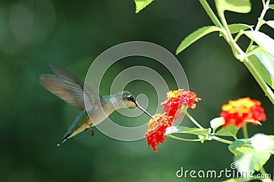 Humming Bird Stock Photo