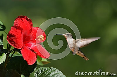 Humming Bird Approaching Flower Landscape Stock Photo