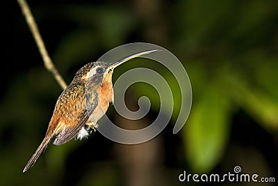 Humming bird or colibri in rain forest Stock Photo