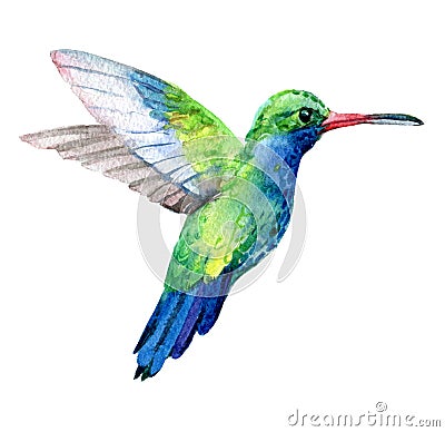 Humming bird, exotic birds isolated on white background, watercolor Cartoon Illustration