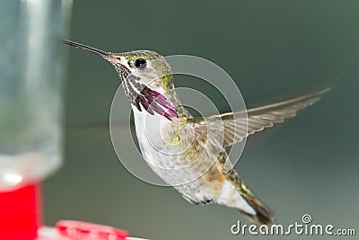 Humming bird feeding Stock Photo