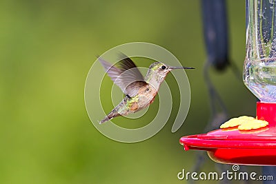 Humming bird feeding Stock Photo