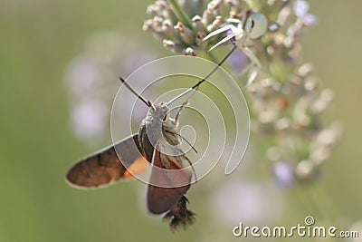 Humming bird hawk moth hovering beside a flower. Stock Photo