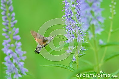 Humming-bird hawk-moth Stock Photo