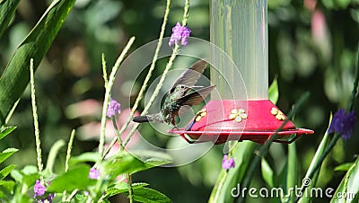 Humming Bird Landing Stock Photo