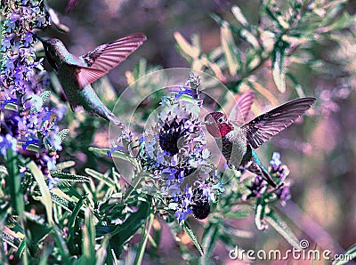 humming birds in flight on the plant Old Farmer's Almanac Stock Photo