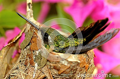 Hummingbird Stock Photo